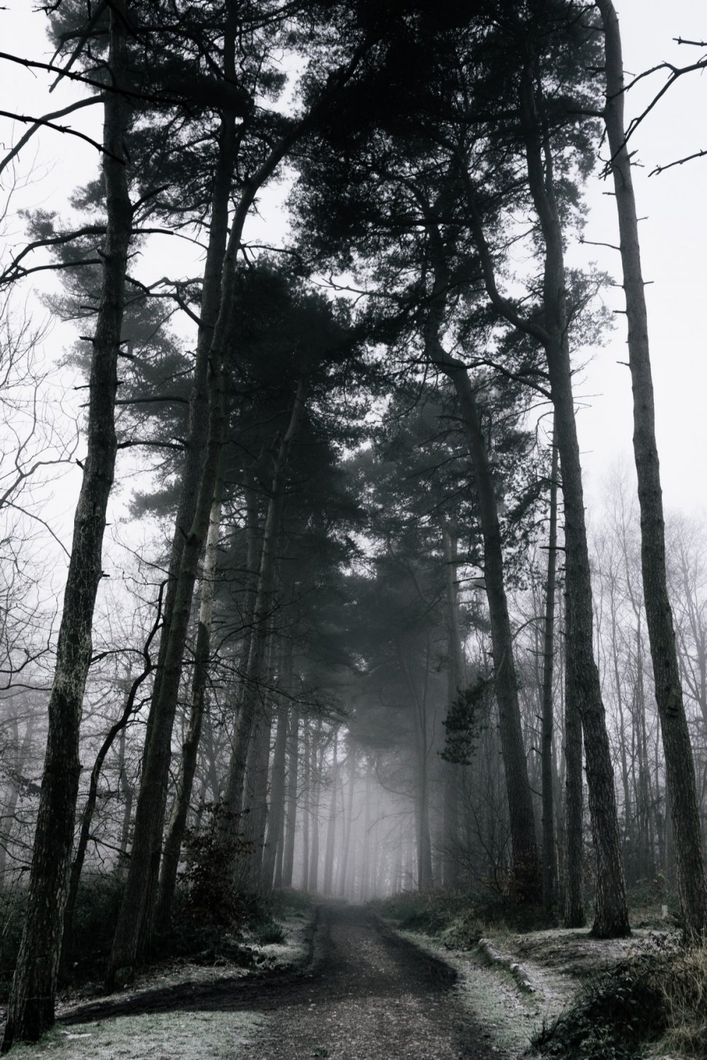 Мрачный Сосновый лес