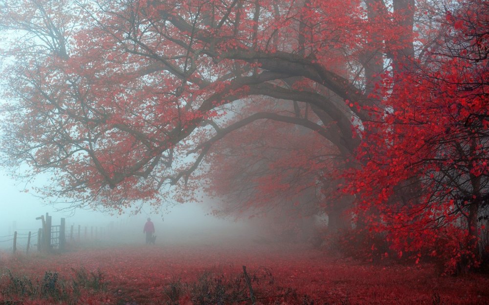 Красное дерево в тумане