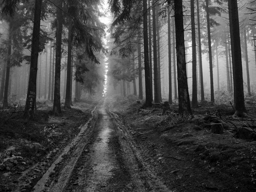 Темный лес перспектива