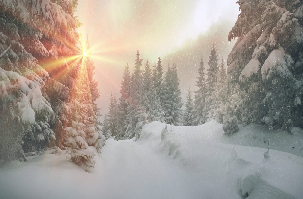 Зимний лес в лучах солнца