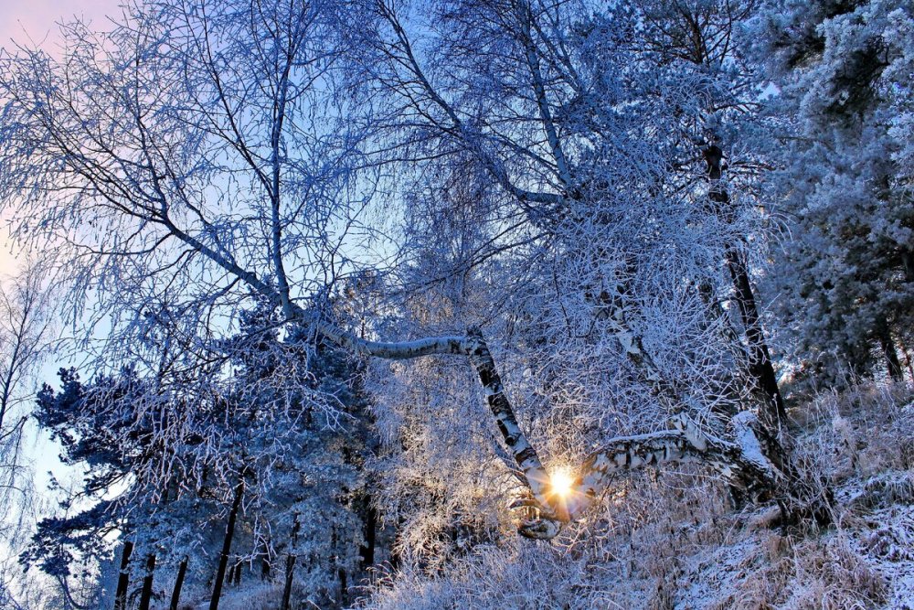 Зимний лес деревья в снегу