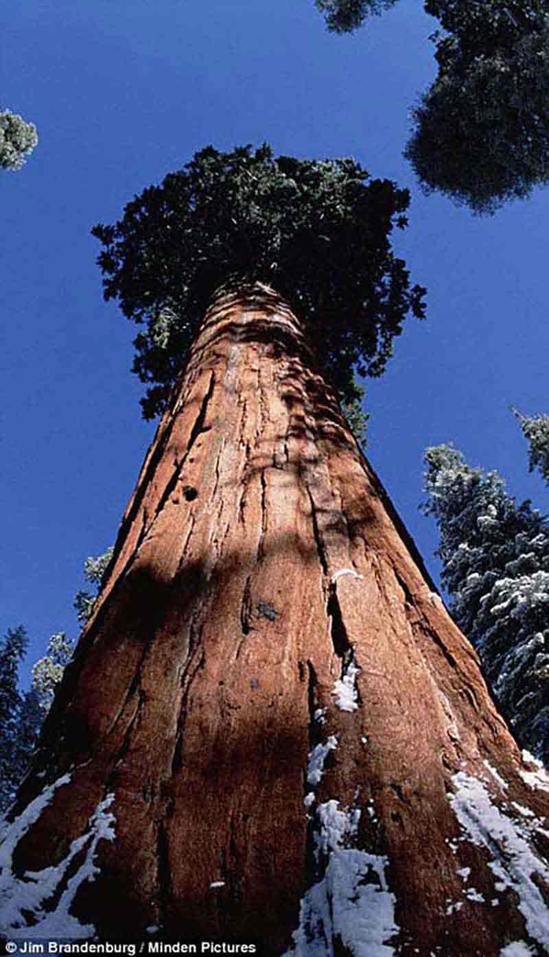 Высокое дерево в мире. Секвойя дерево. Секвойя Сьерра Невада. Секвойя дерево гигант. Секвойя дендрон дерево.