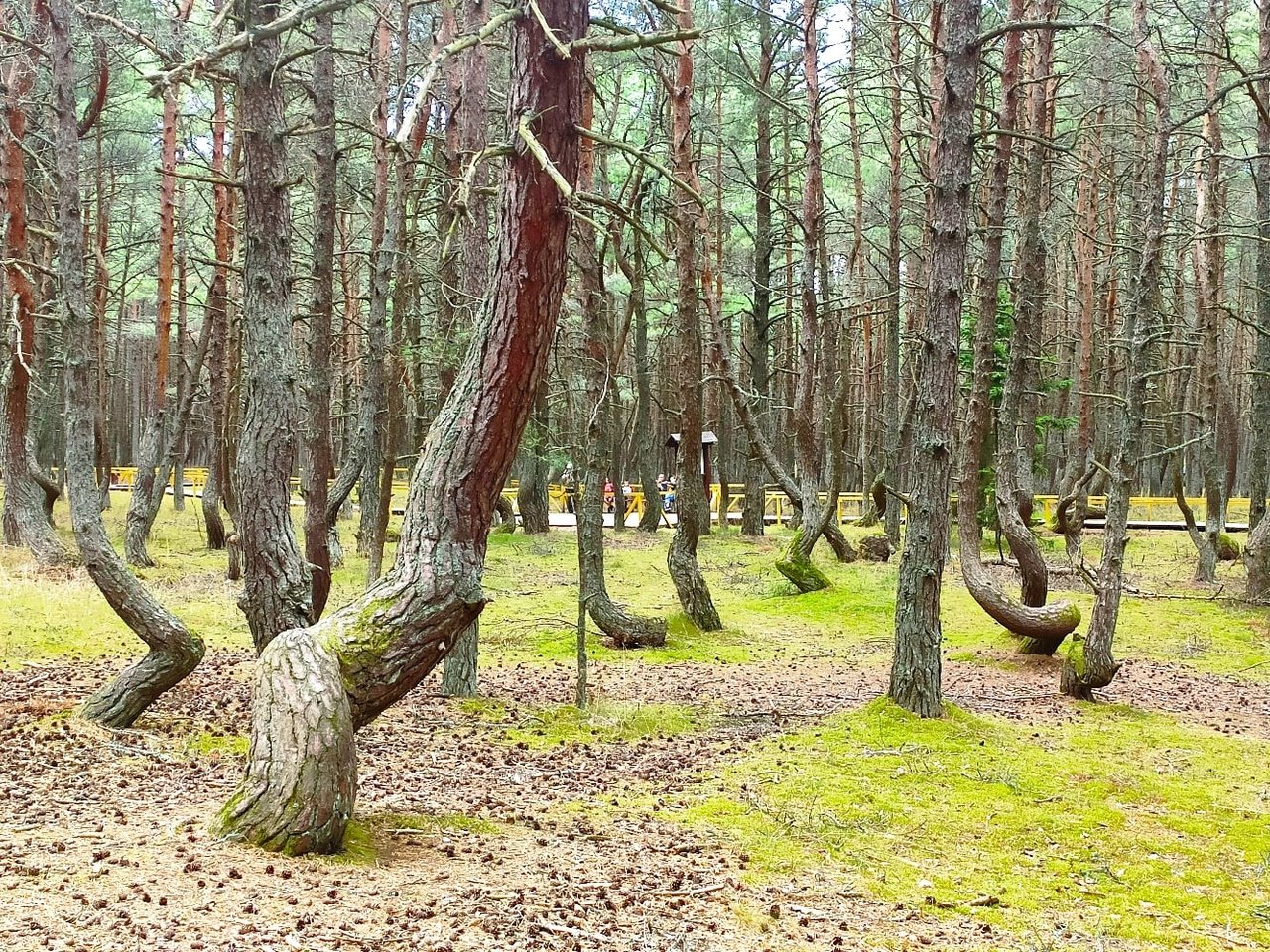 Куршская коса Танцующий лес зимой