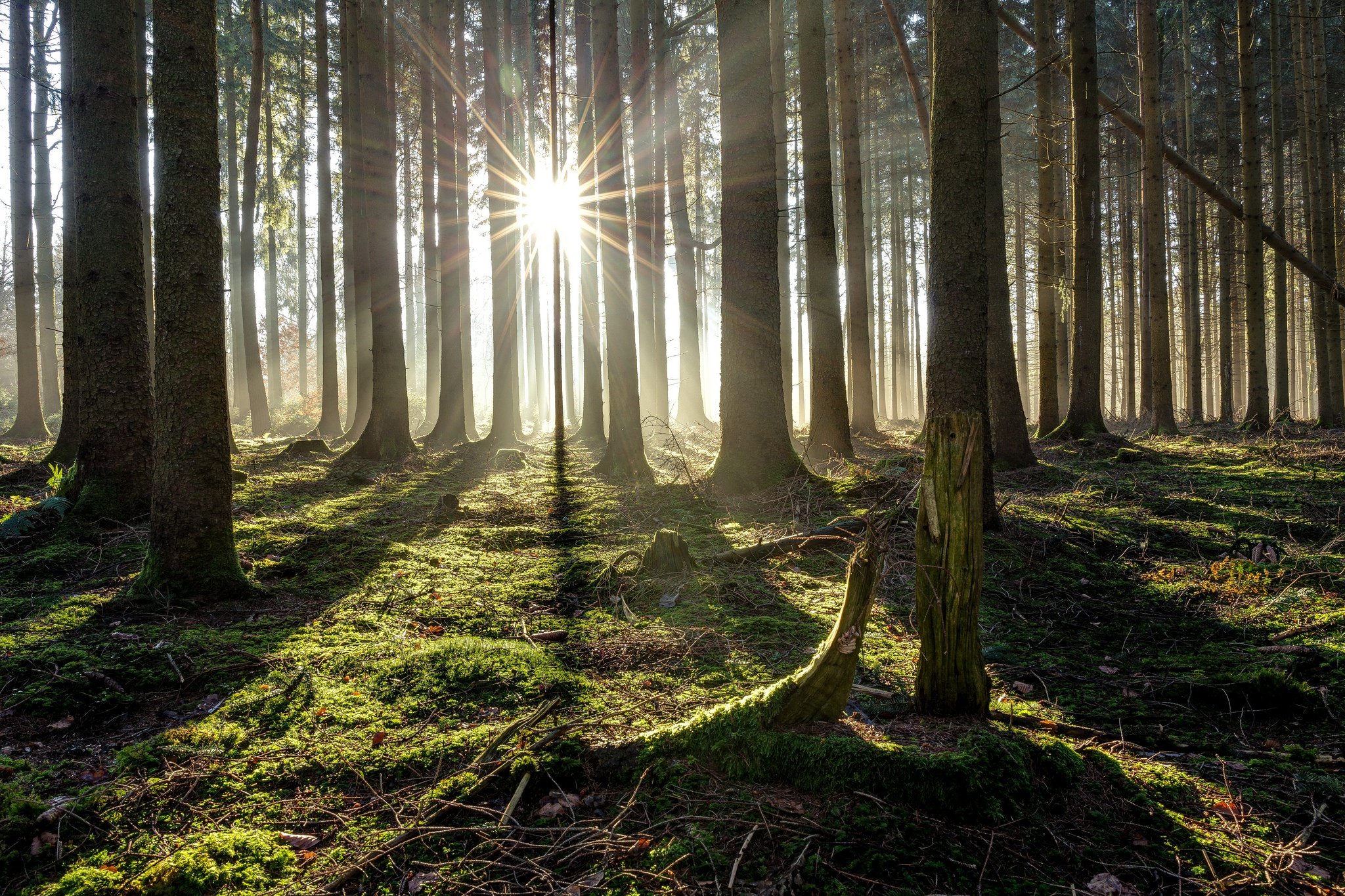 Новый свет лесной. Деревья в лесу. "Солнце в лесу". Обои лес. Солнечный свет в лесу.