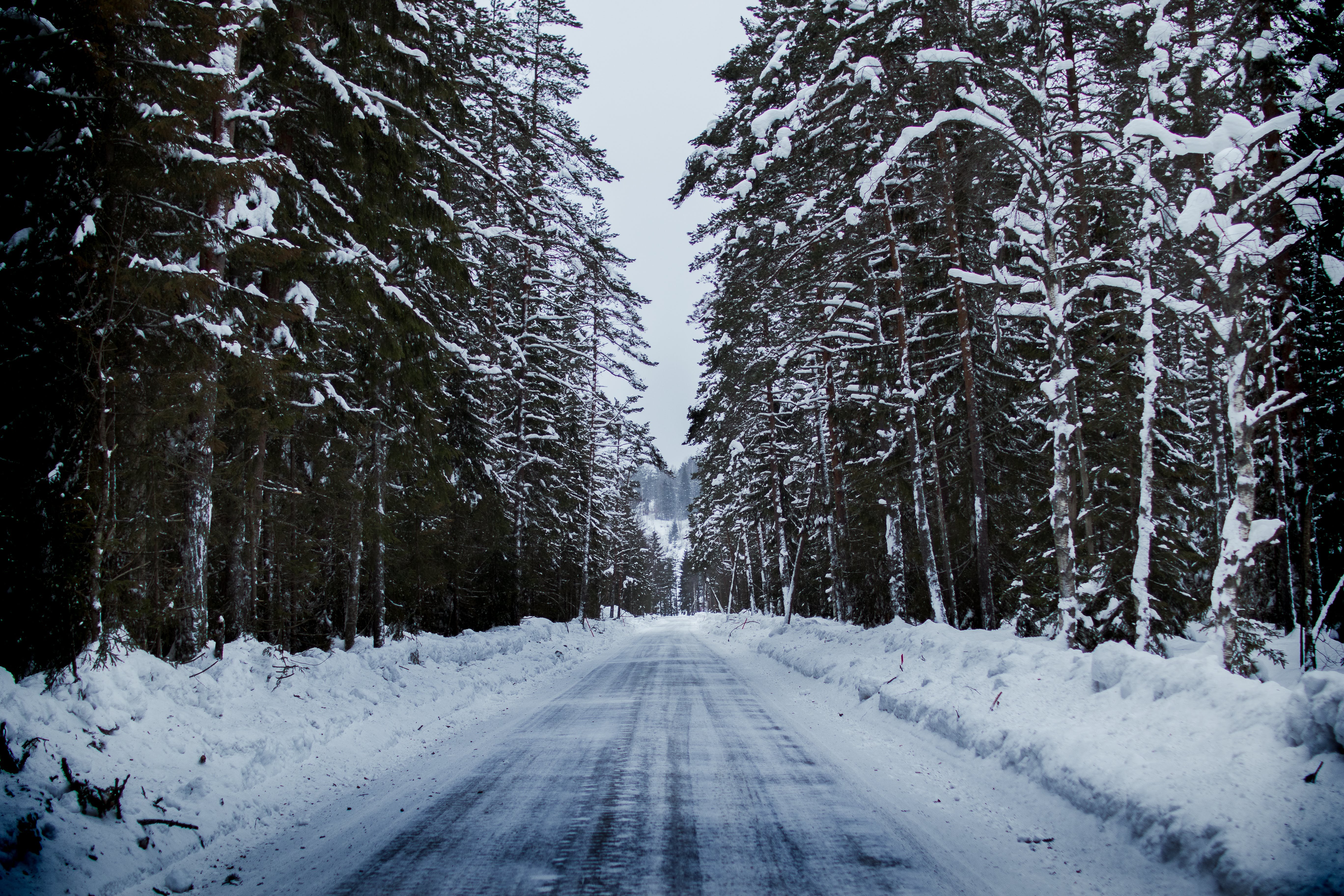 Тема зимней дороги. Зимняя дорога в лесу. Зимняя Лесная дорога. Заснеженная дорога. Зима дорога лес.