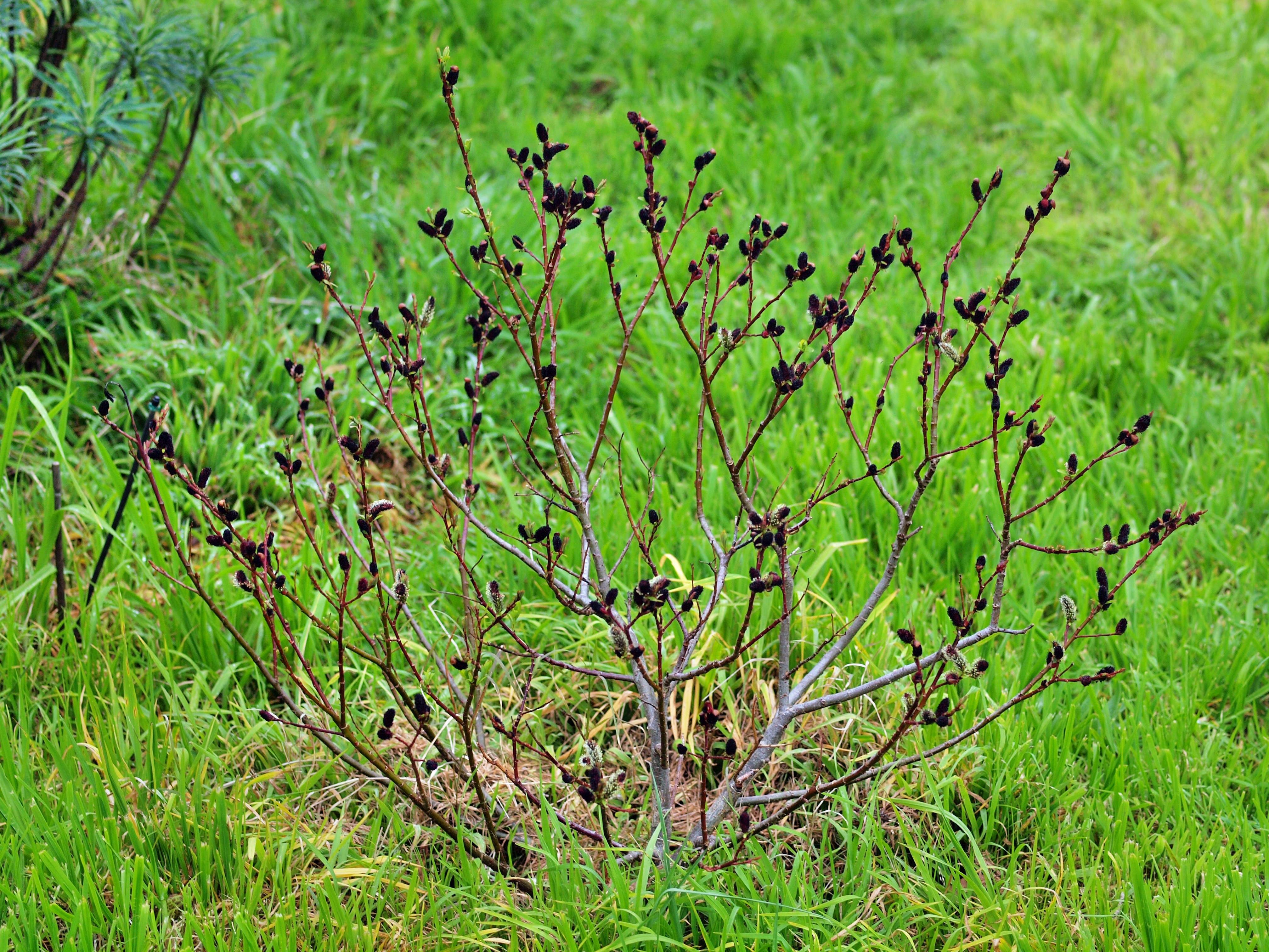 Ива тонкостолбиковая маунт асо. Ива тонкостолбиковая melanostachys. Ива тонкостолбиковая Salix gracilistyla. Ива тонкостолбиковая/Salix gracilistyla 'melanostachys'.