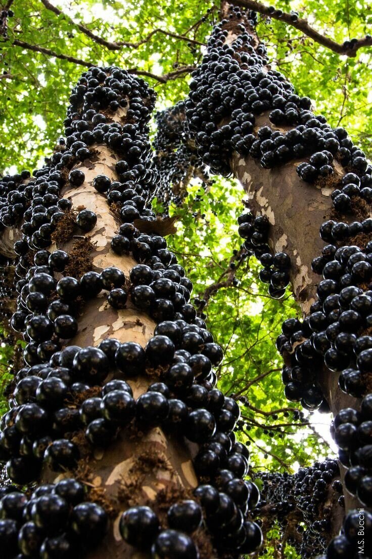 Виноградное дерево джаботикаба
