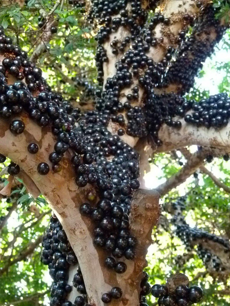 Виноградный дерево джаоотикаоа