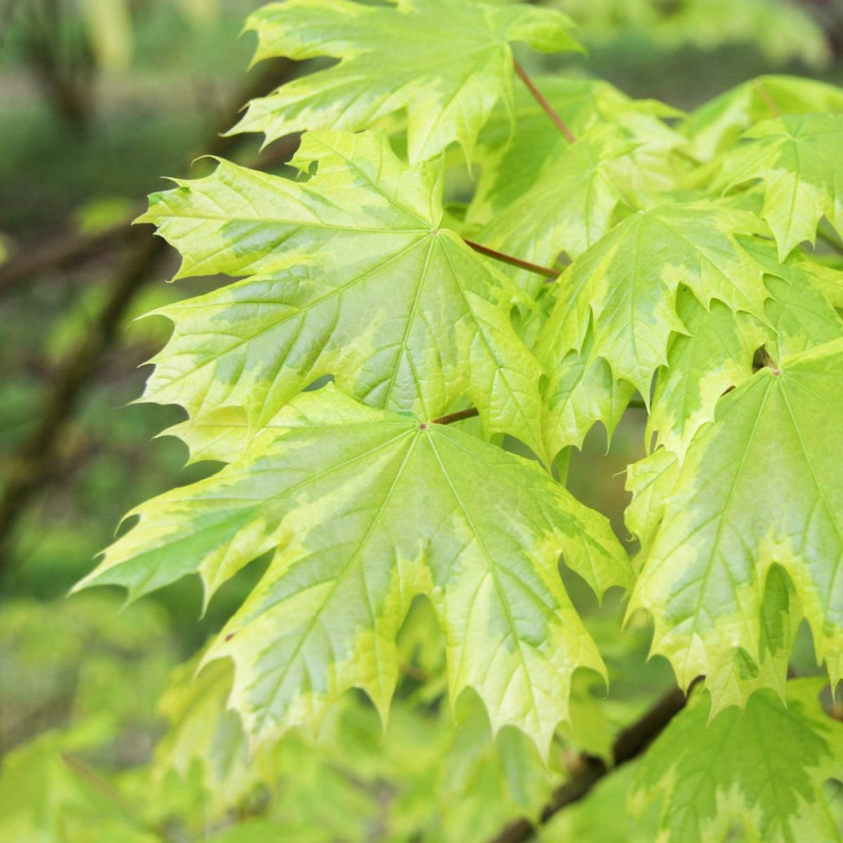 Клен остролистный acer platanoides