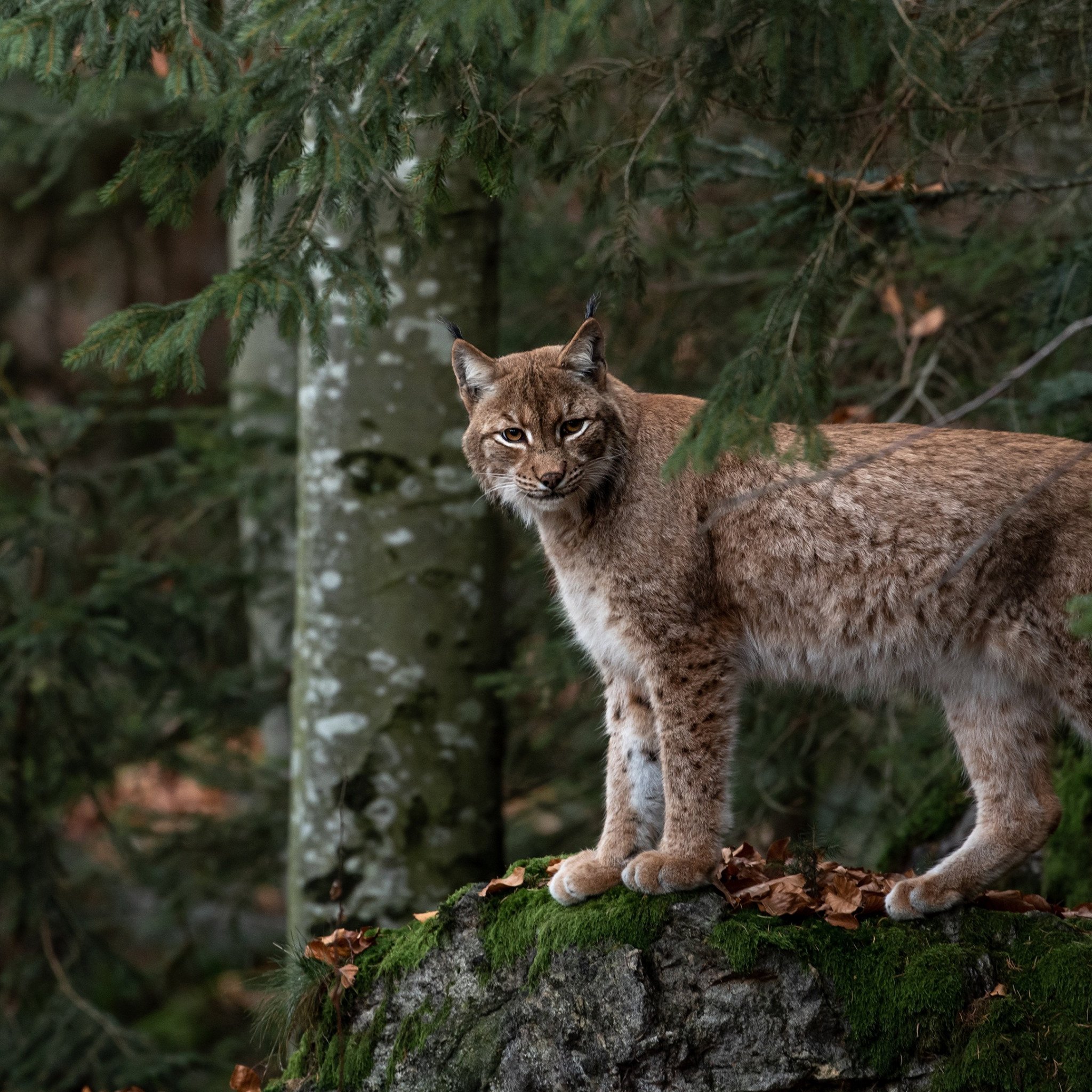 Какие дикие животные обитают в твоем регионе. Рысь Уссурийской тайги. Рысь Лесная кошка. Рысь (Lynx Lynx) в дикой природе. Рысь в тайге.