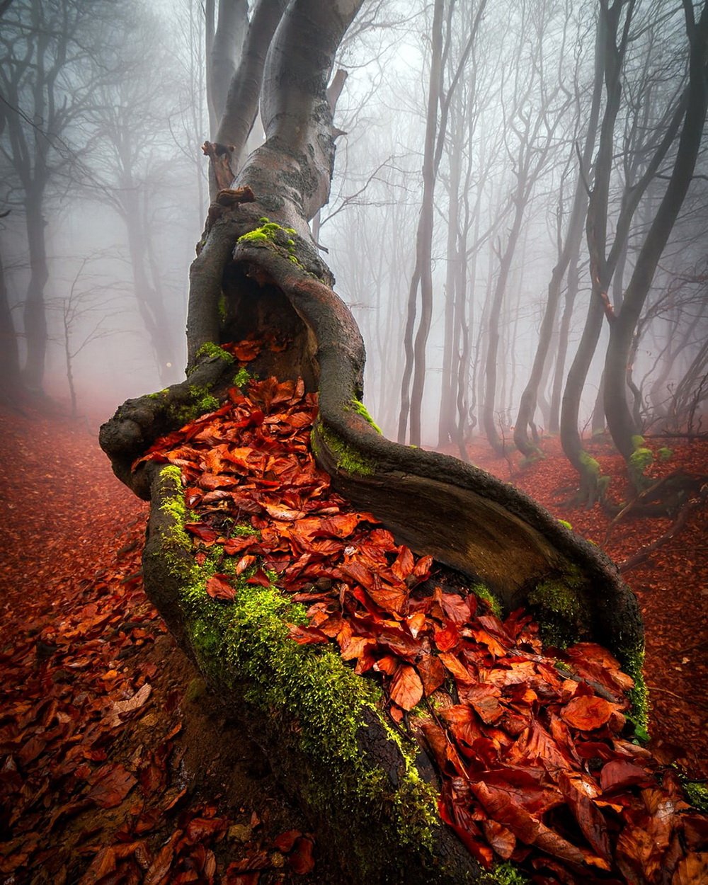 Мистический осенний лес