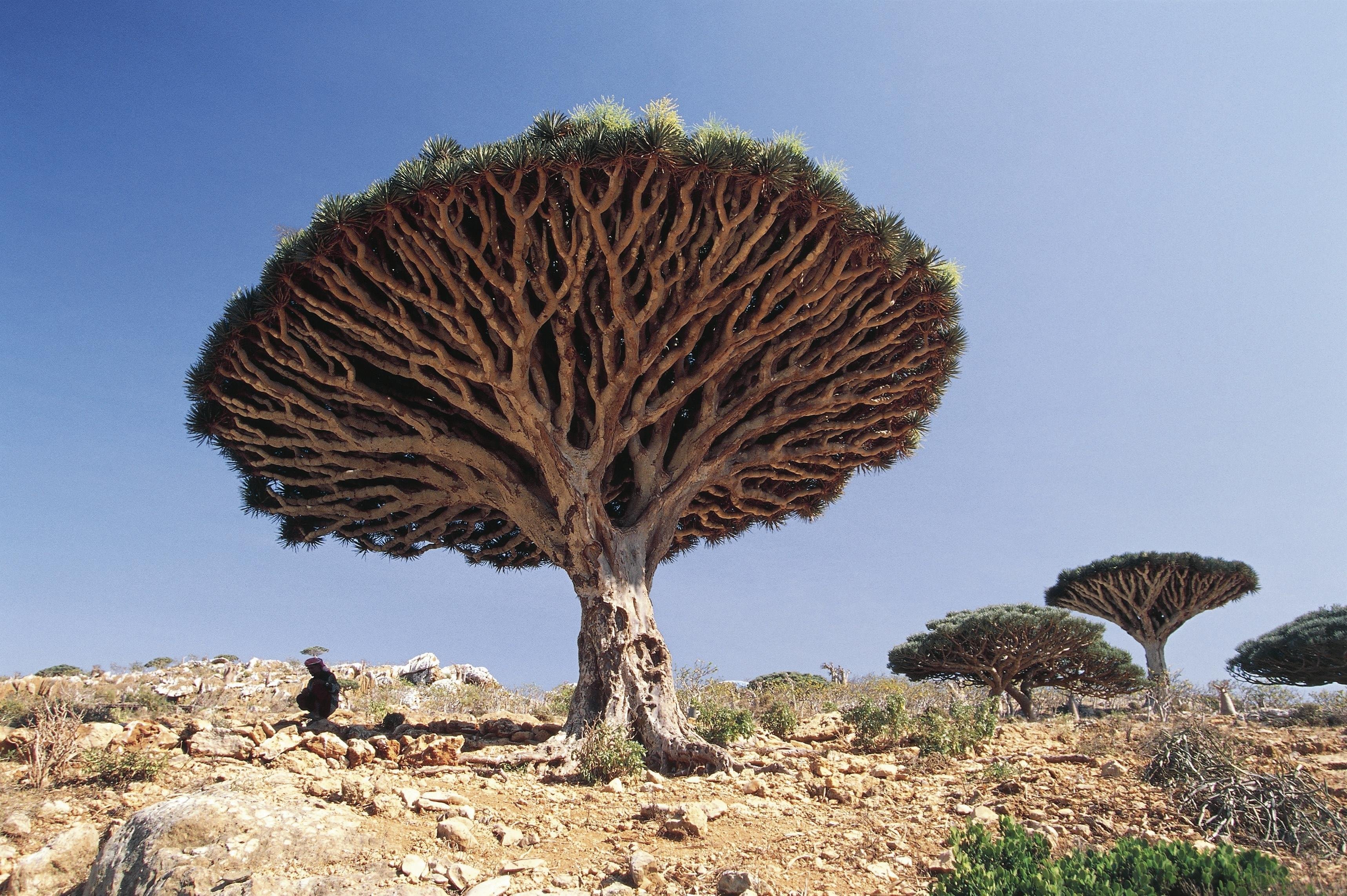 Драконовые деревья на острове Сокотра Йемен