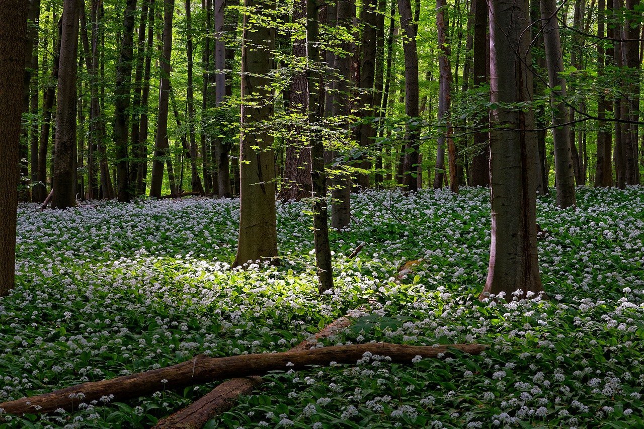 Национальный парк тюрингенский лес