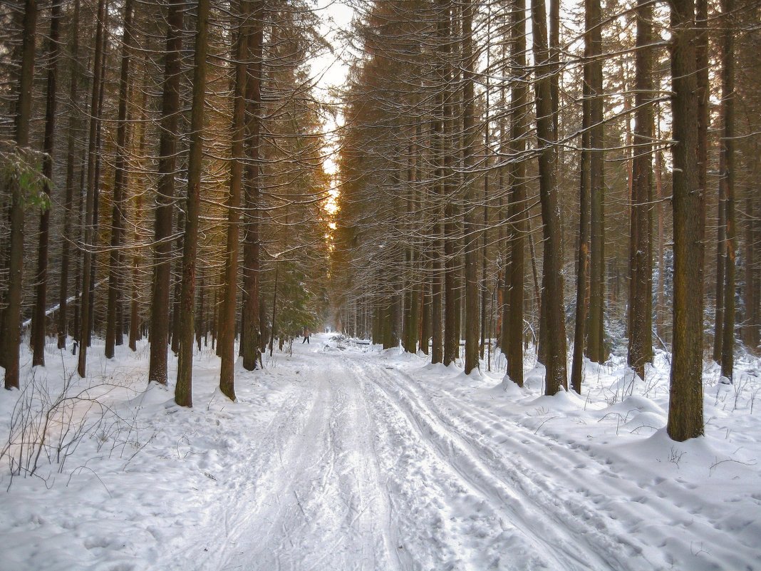 Валдай лес лыжная трасса
