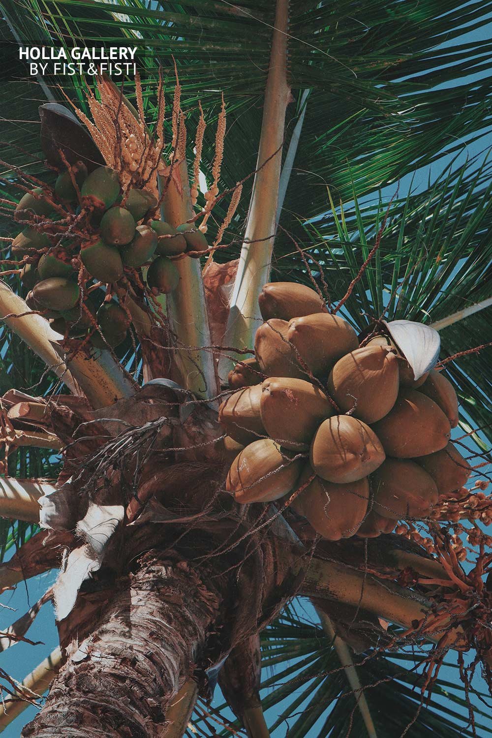 Кокосовые пальмы Доминиканы