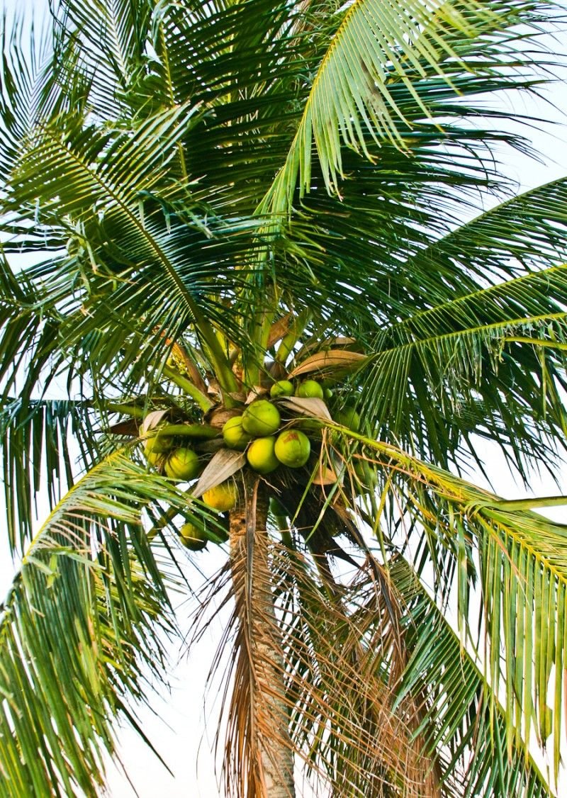 Кокосовая Пальма