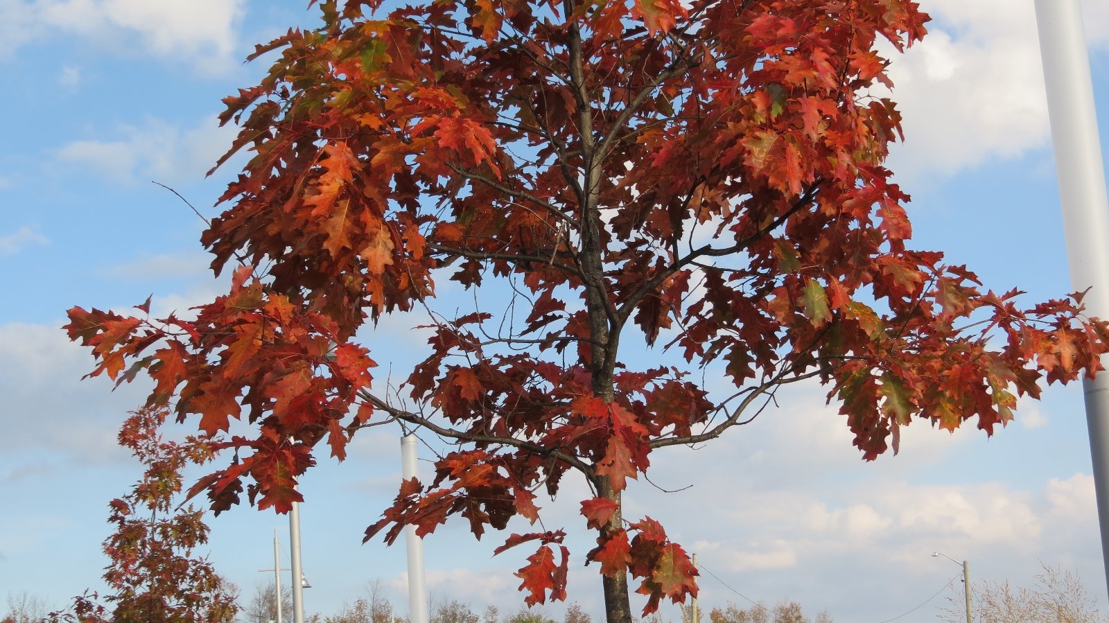 Красно черешчатый дуб. Дуб красный Quercus rubra. Клен красный Октобер Глори. Дуб канадский краснолистный. Клён канадский краснолистный.