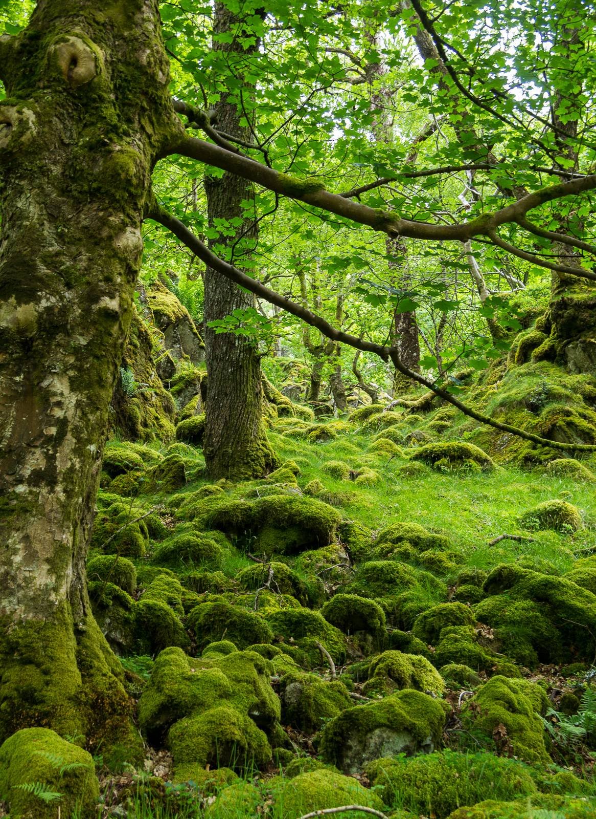 Мховый лес в Шотландии