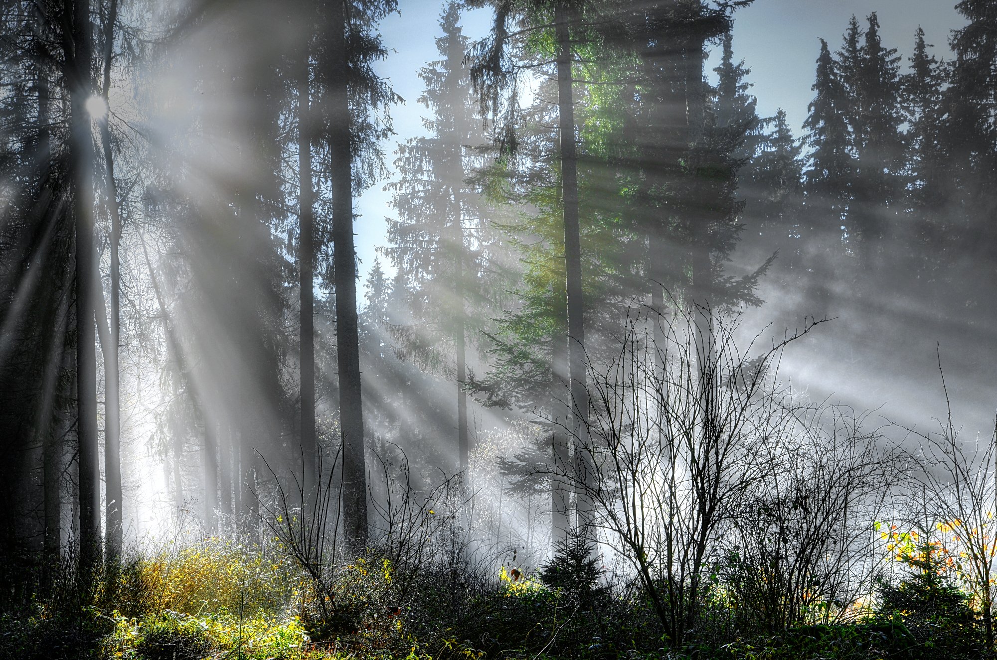 Черный солнечный свет. Лес в тумане. Туманный пейзаж. Утренний туман в лесу. Утро в лесу.