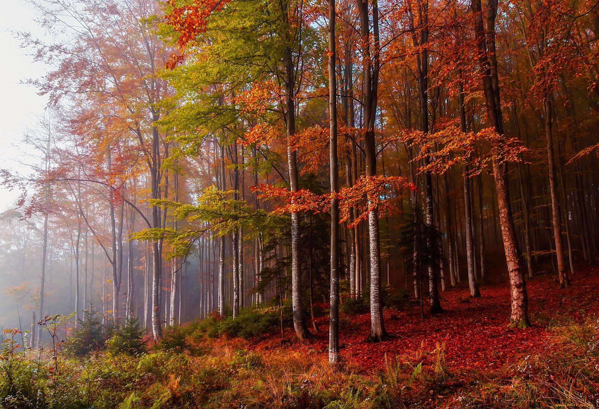Виды осеннего леса. Широколиственный лес. Осенний лес. Осенний Лиственный лес. Осень в лесу.