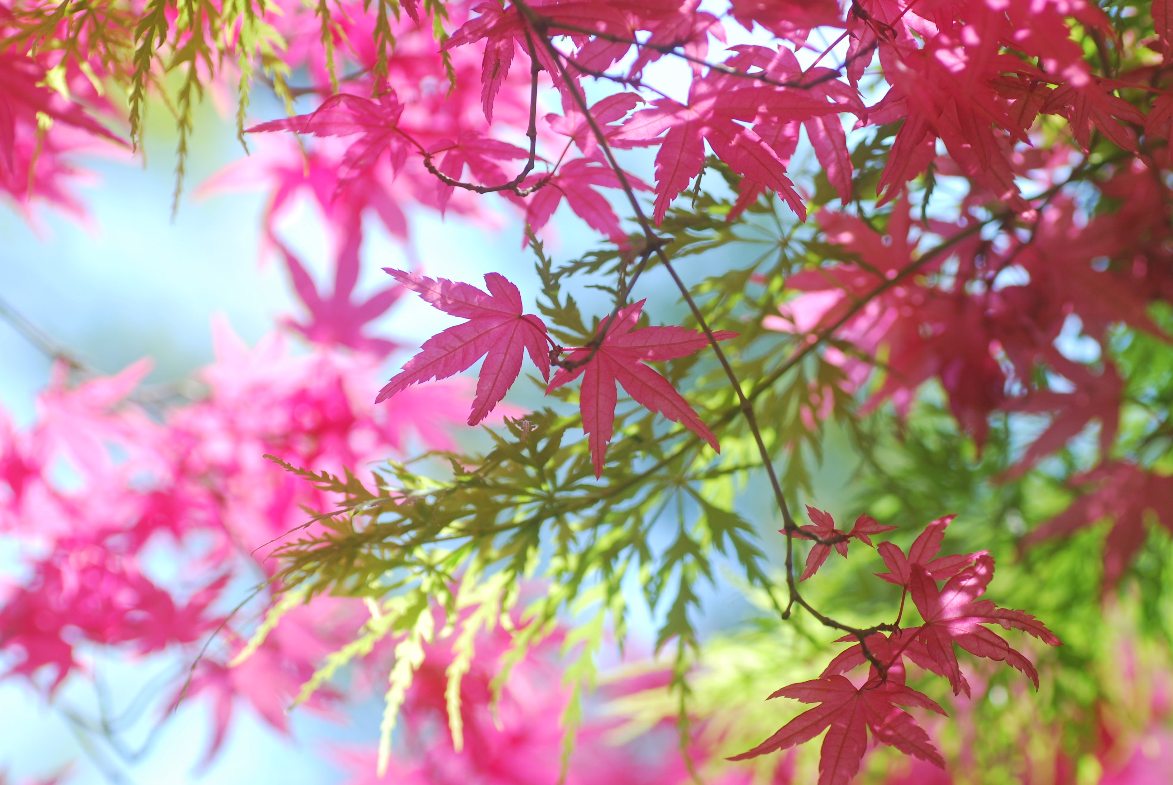 Осенние цветы листья. Листья клена Момидзи. Розовая осень. Розовый лист. Природа листья.