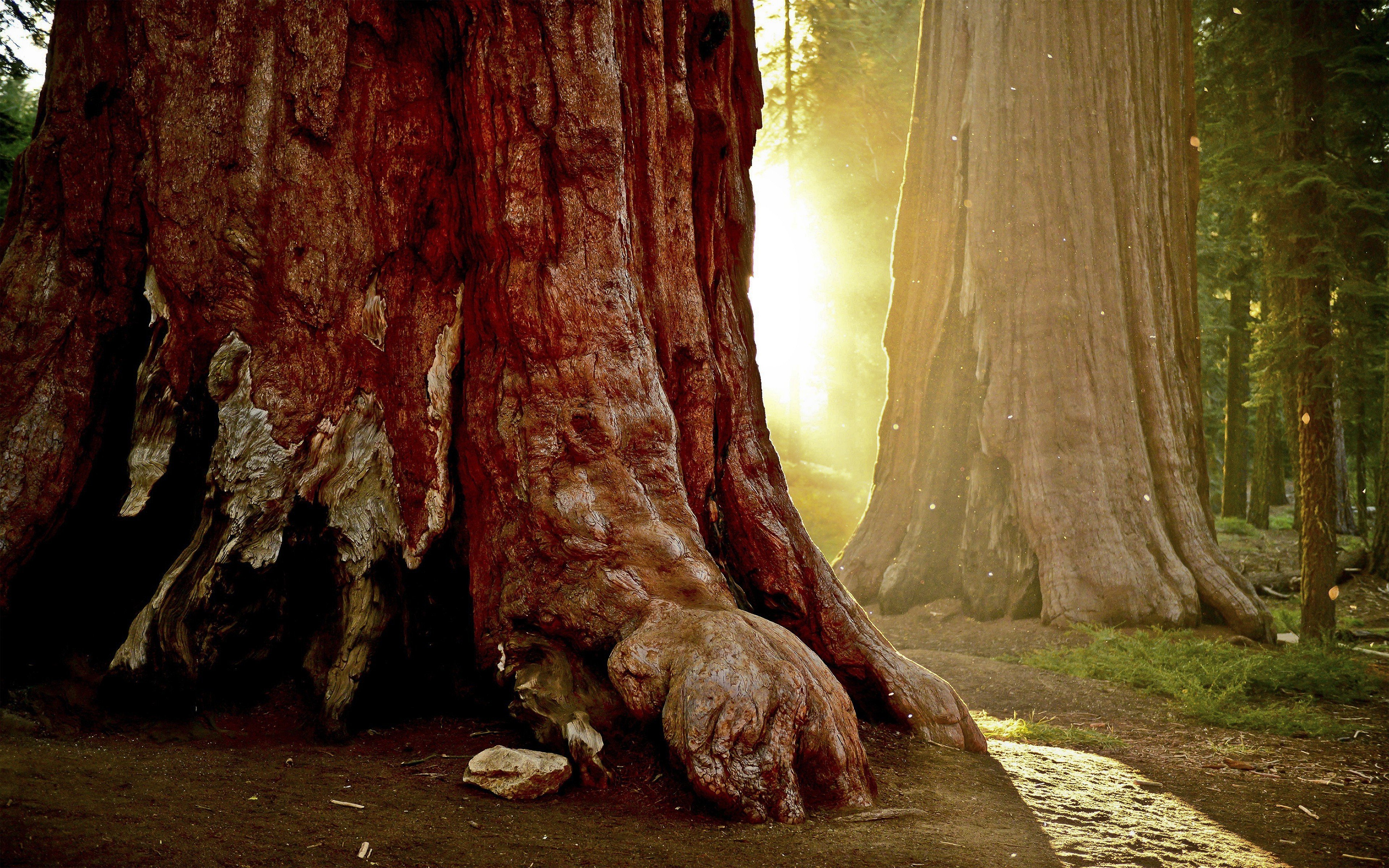 Это был огромный дуб. Секвойя Редвуд. Секвойя дерево. Красная Секвойя. Секвойя вечнозелёная.