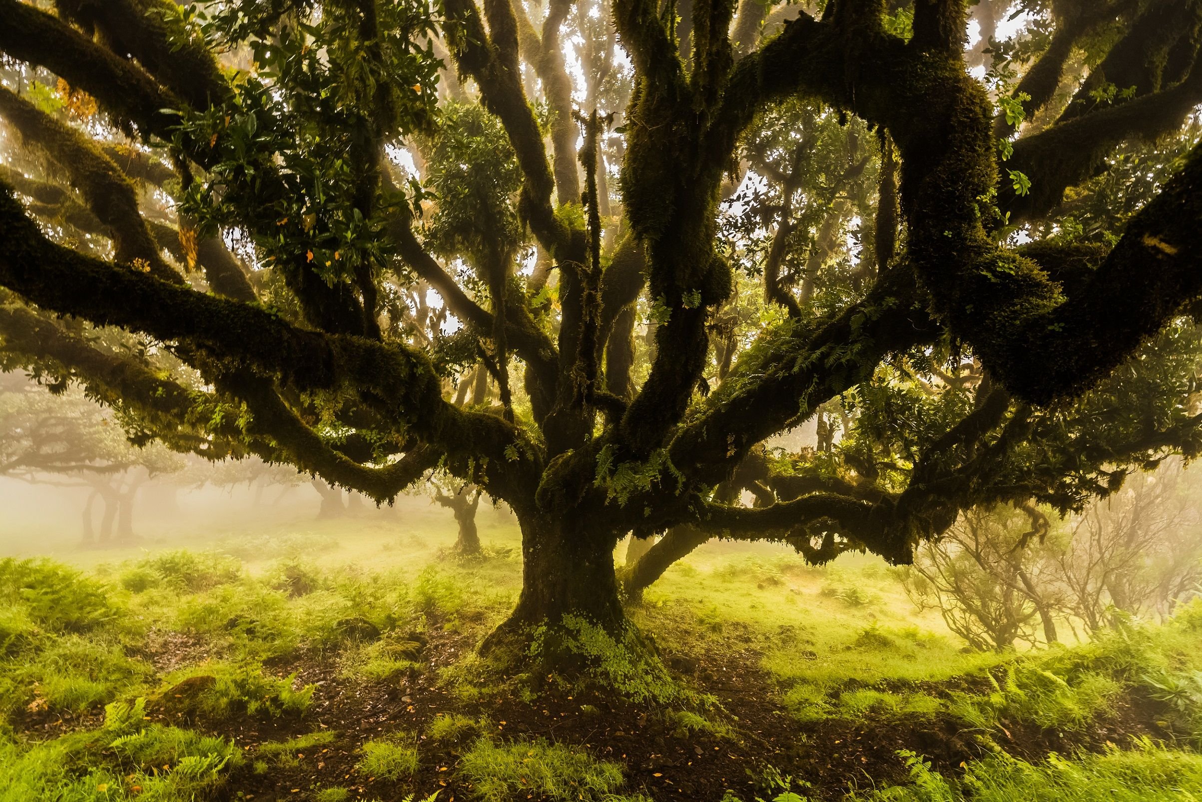 Лес где дерево на дереве стоит. Лавровые леса острова Мадейра. Лавровое дерево Мадейра. Реликтовые леса Мадейра. Лес Фанал Мадейра.