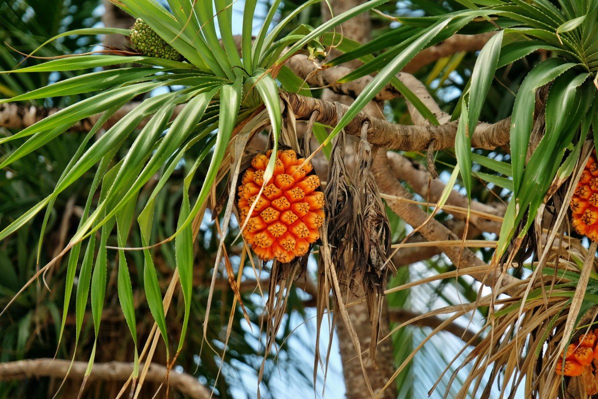 Пальма панданус плоды