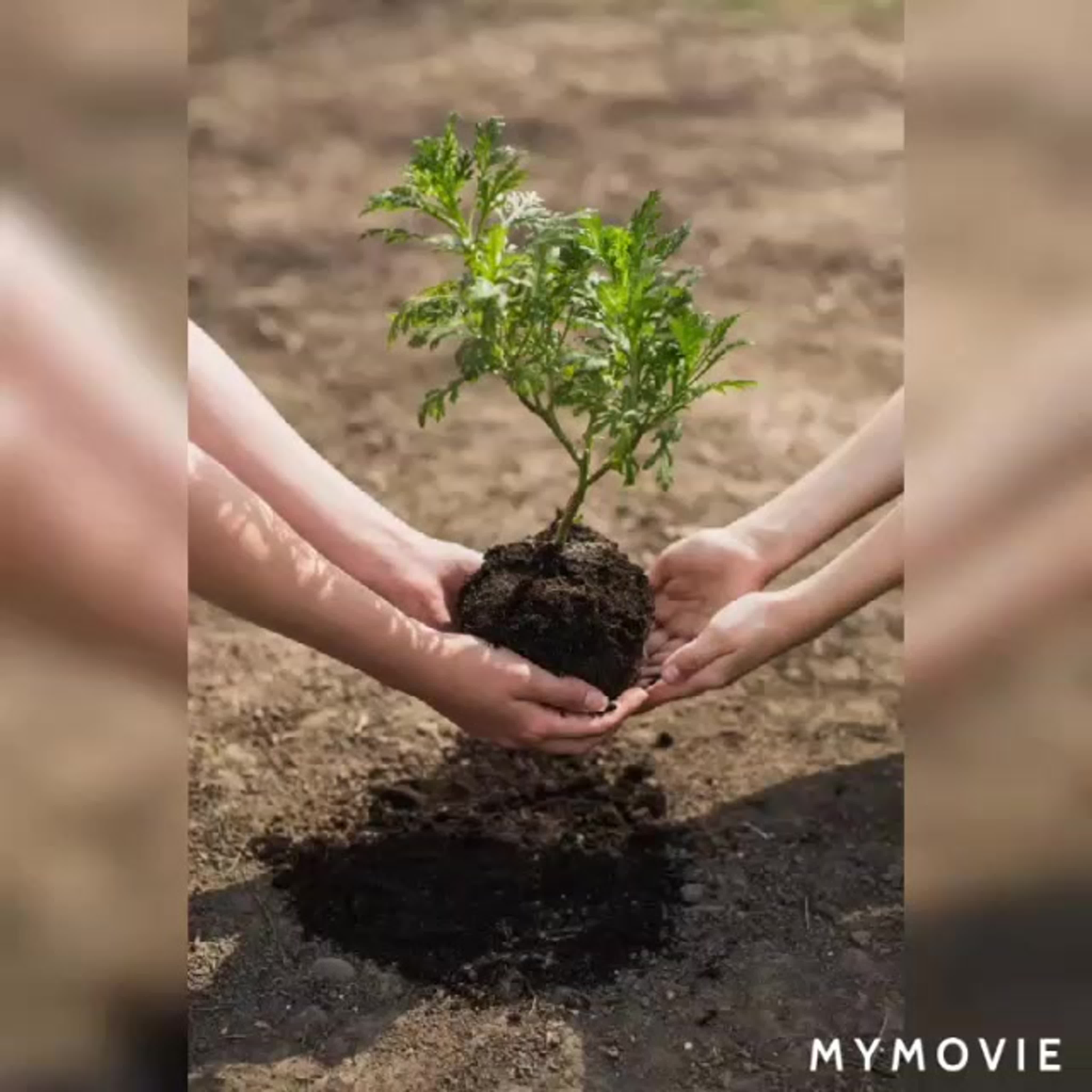 Planting trees. Посадка деревьев. Сажание деревьев. Посадить дерево. Высаживание деревьев.