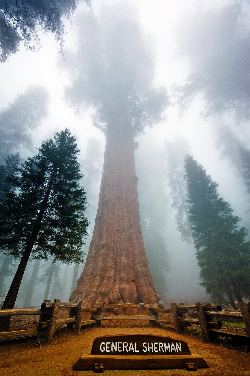 The Tree General Sherman on the Map California
