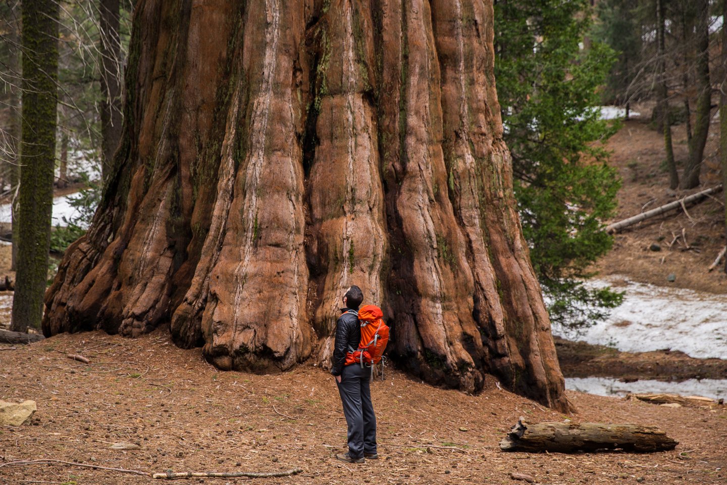 Самые большие дерево фото. Калифорнийская Секвойя Гиперион. Секвойя дерево. Парк Секвойя Калифорния. Парк секвойи в Калифорнии.