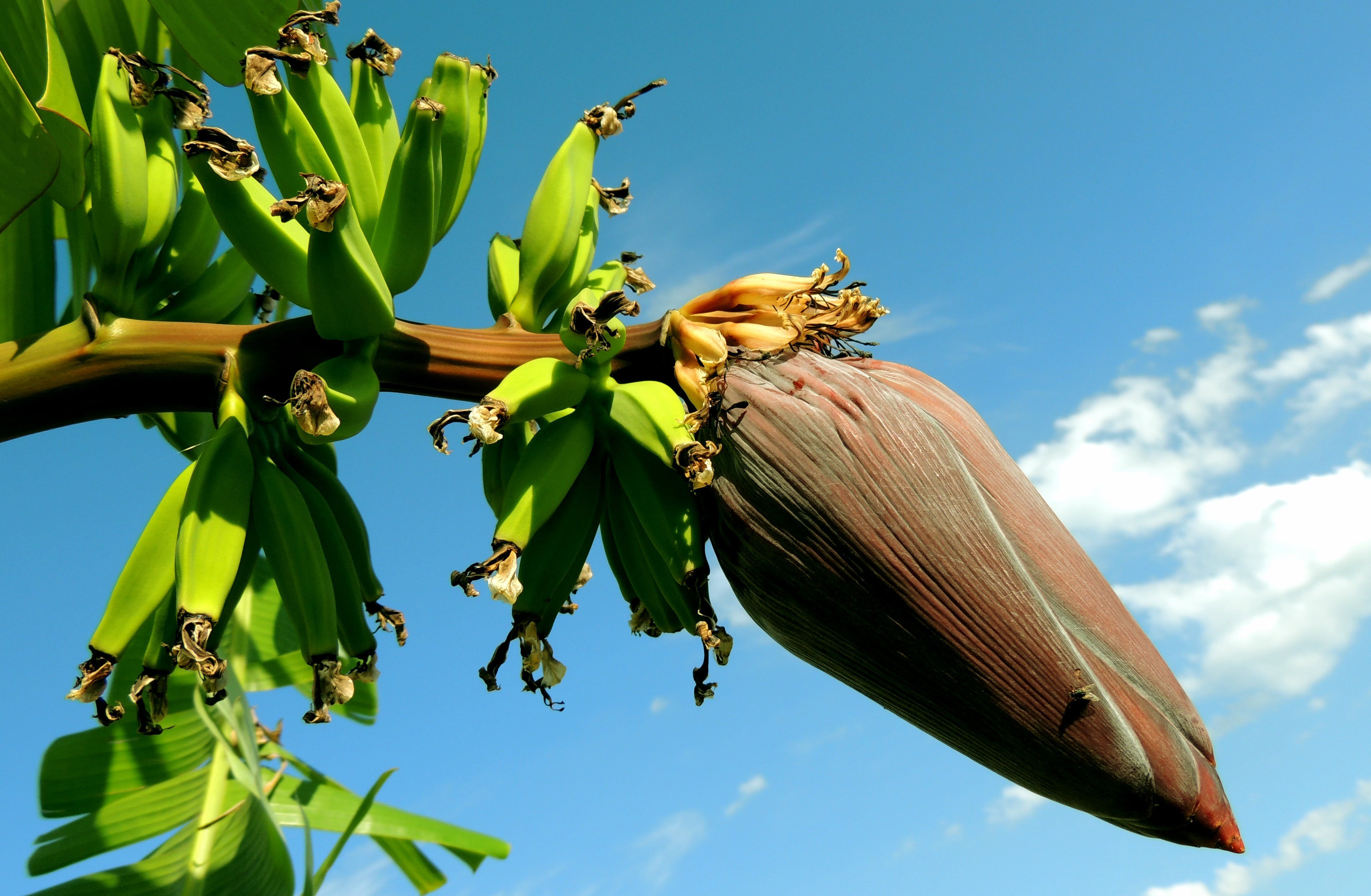 Плоды бананового дерева