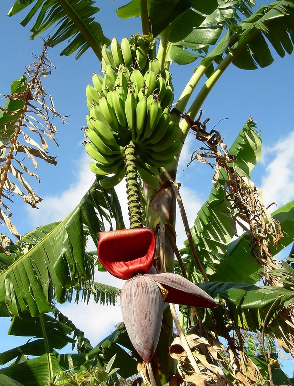 Где растут бананы дерево. Банановая Пальма. Банановая Пальма ареал. Банановое дерево в Южной Америке. Бананы на Пальме.