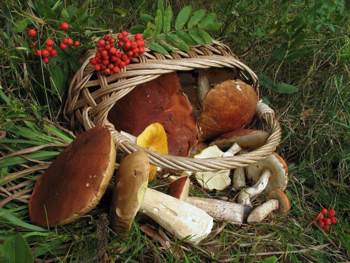 Свежие грибы и ягоды. Корзина с грибами. Осенние дары леса. Натюрморт с грибами. Осенние грибы.