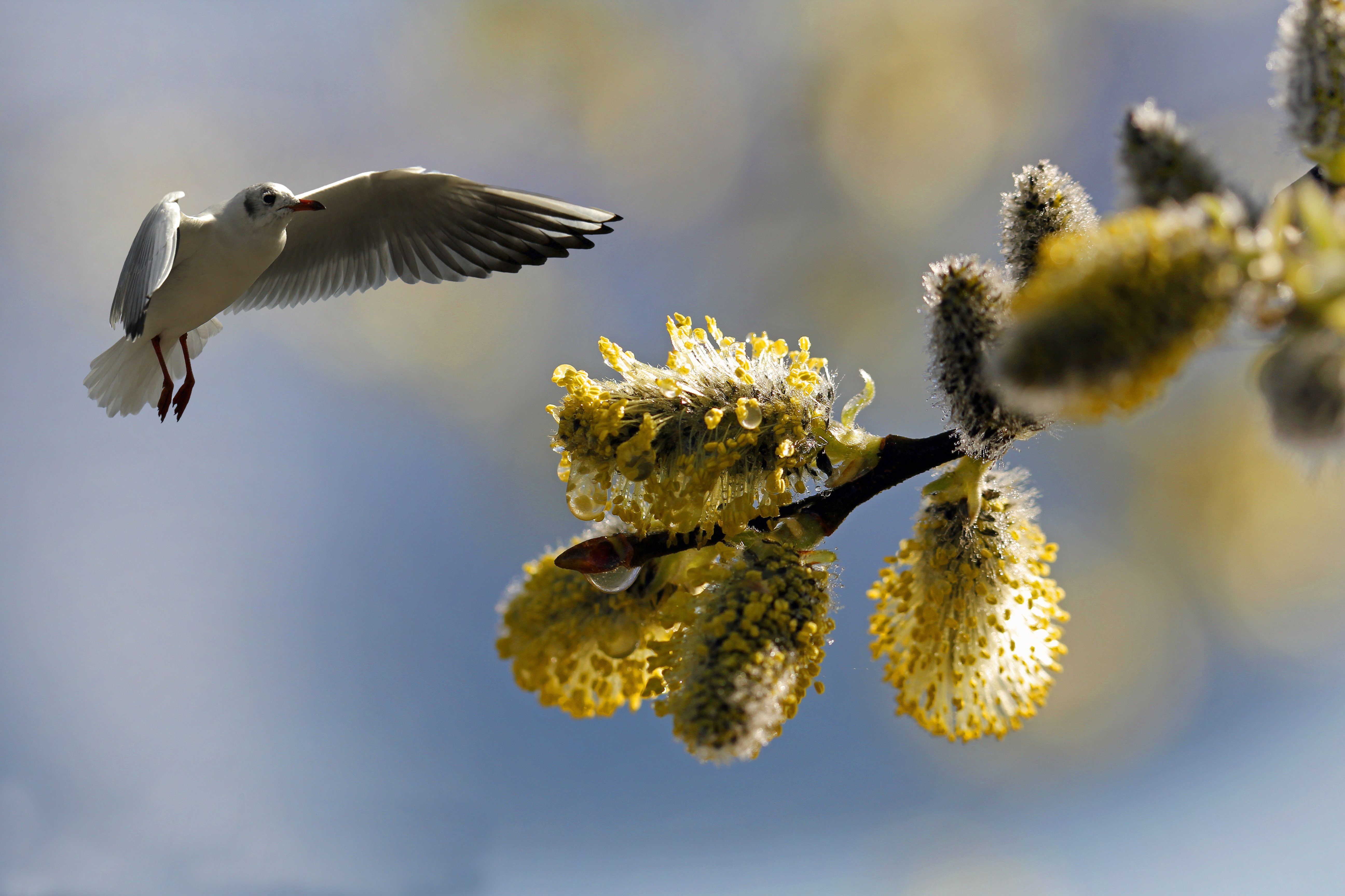 Первый день весны на краешке земли нечаянно. Природа птицы.