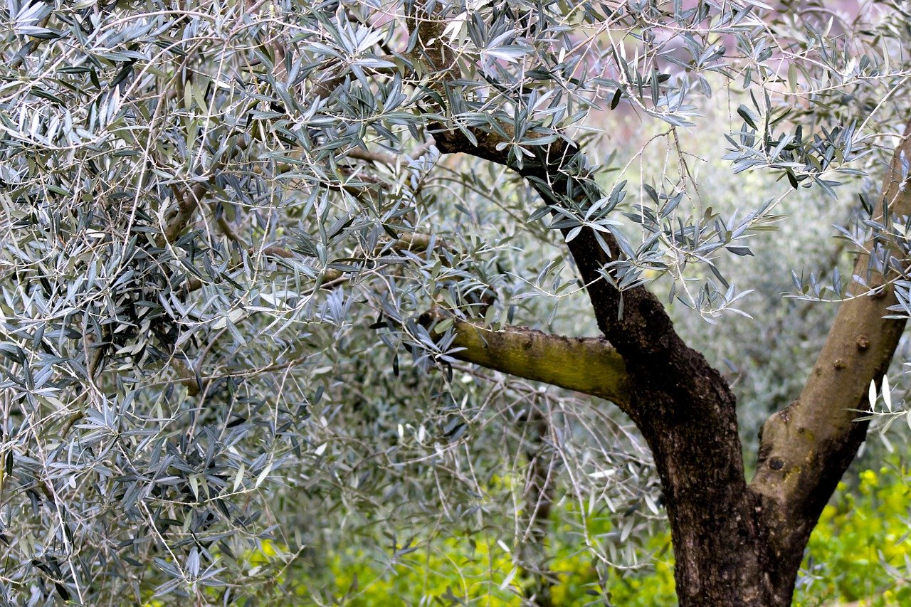 Оливковое дерево цветение