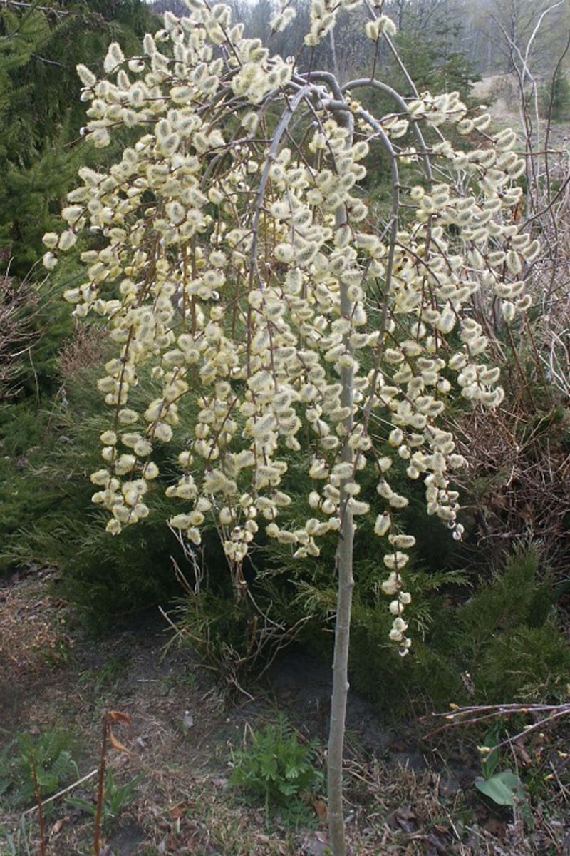 Ива Козья (Salix caprea) Килмарнок