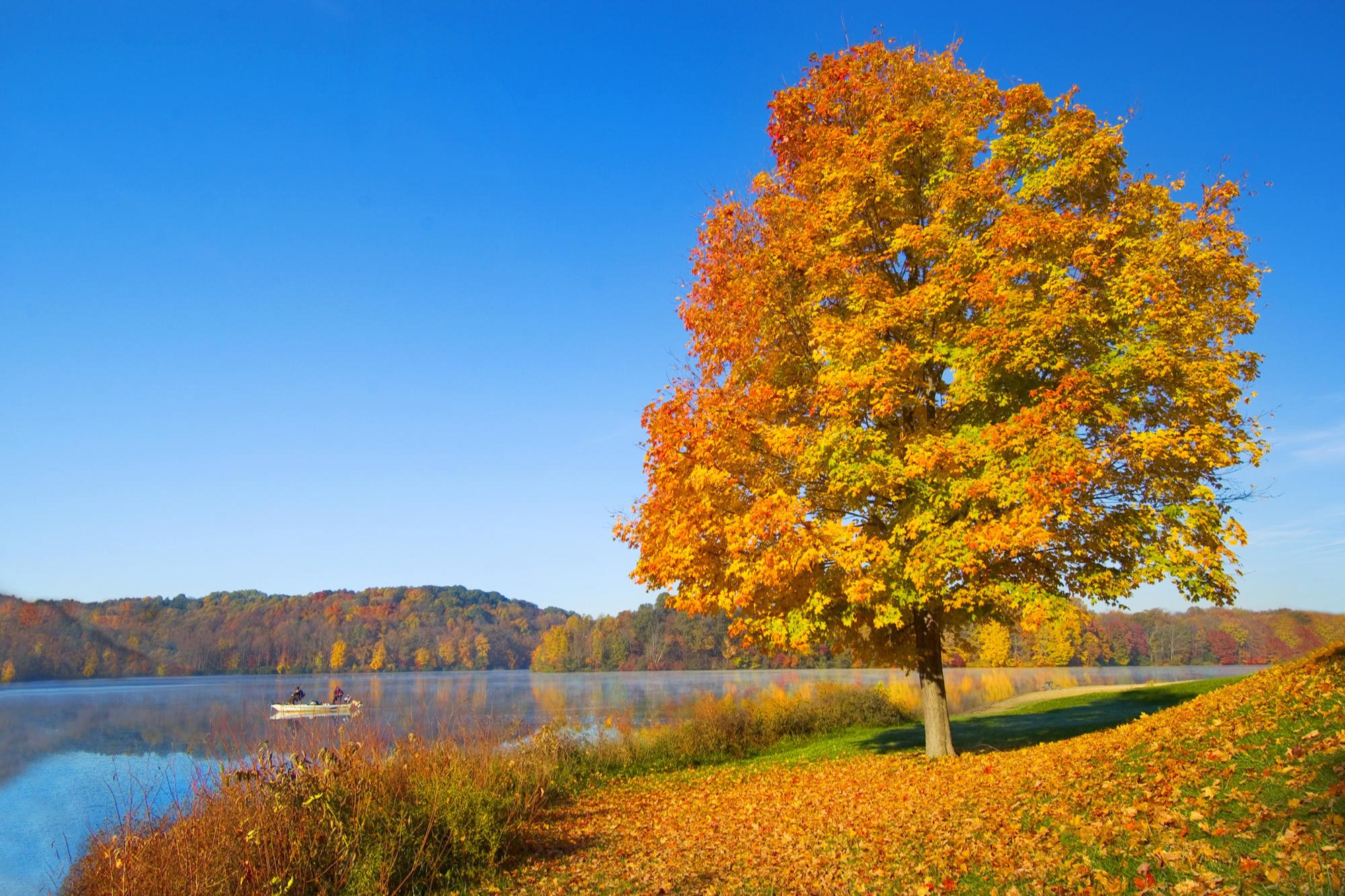 Картинки деревьев осенью. Золотая осень клен лес озеро. Осеннее дерево. Осенний пейзаж. Сентябрь природа.
