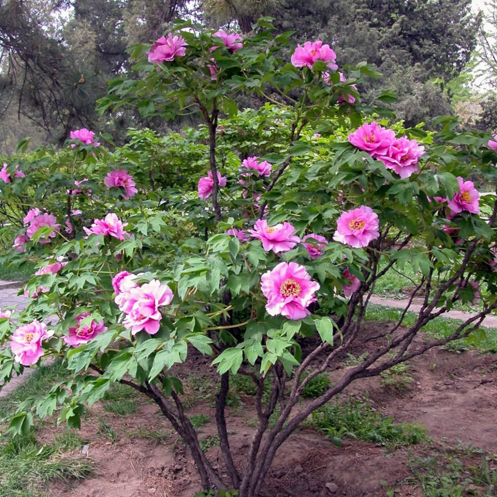 Рододендрон дерево кустарник