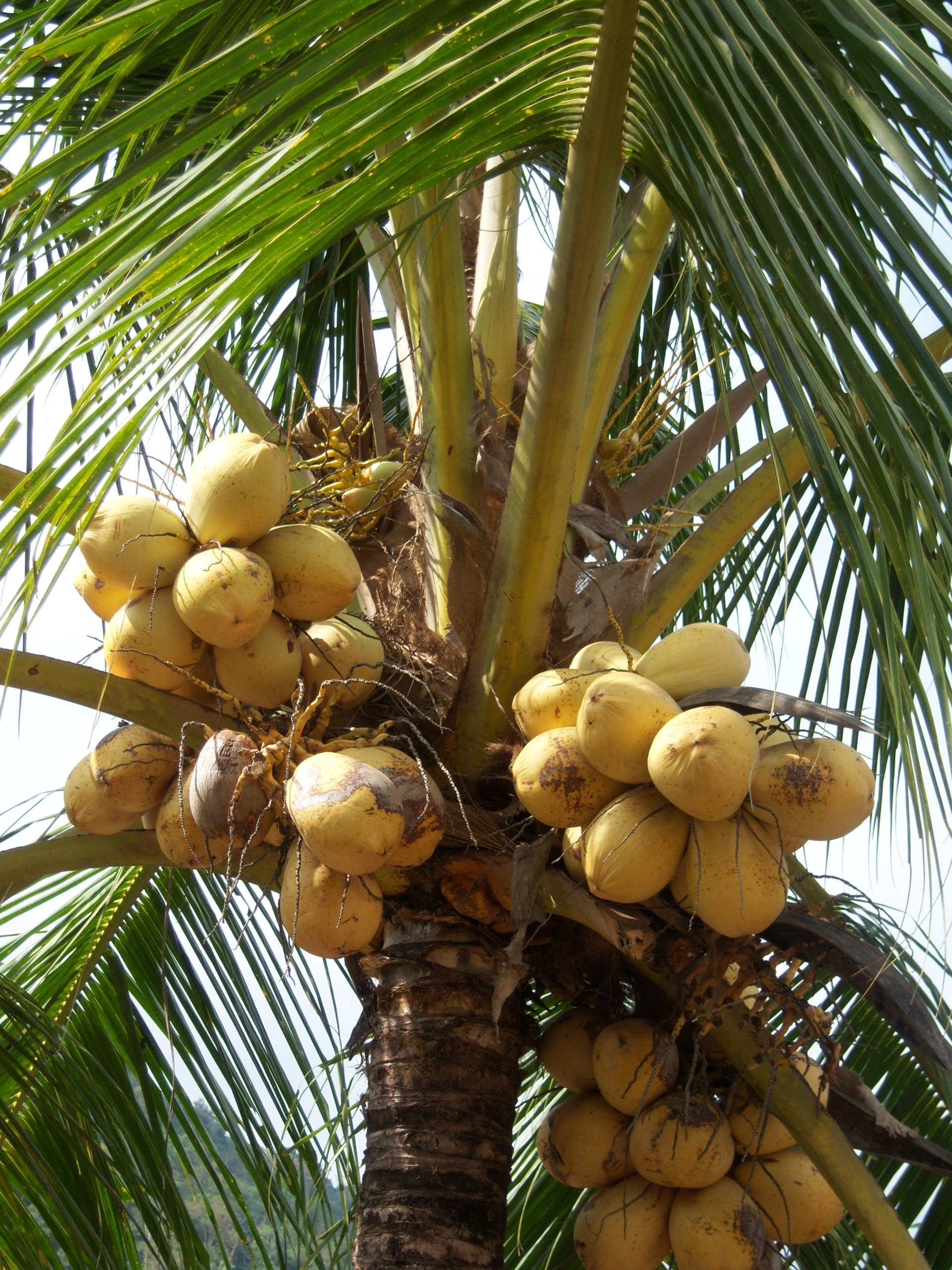 Кокос это ягода или орех. Панамская Пальма Карлюдовика. Кокосовая Пальма (Cocos nucifera). Кокосовая Пальма финиковая паль. Королевская финиковая Пальма.