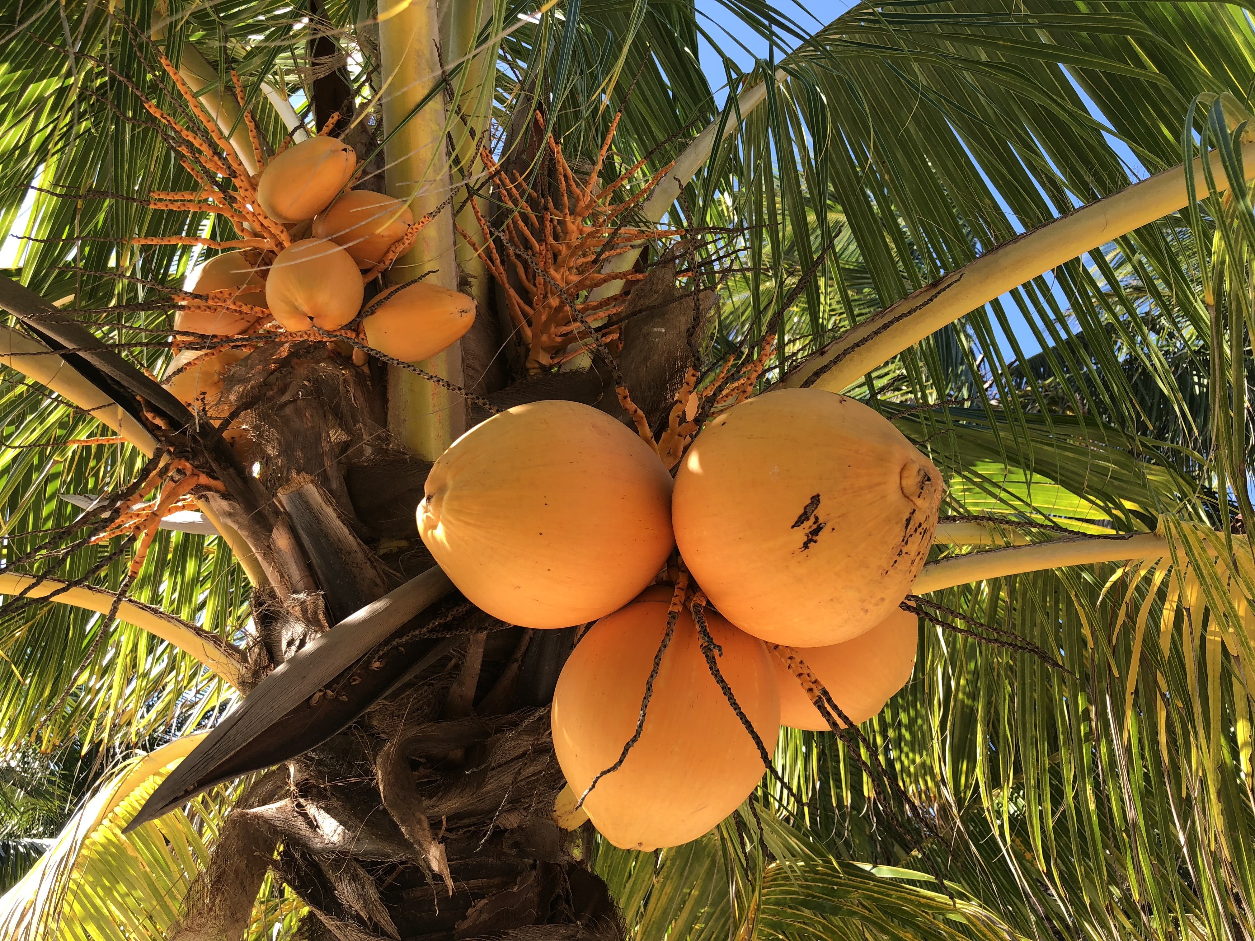Coconut перевод на русский. Пальма манго. Кокос на Бали. Пальма Королевский Кокос. Пальма Кокос Ведделя.