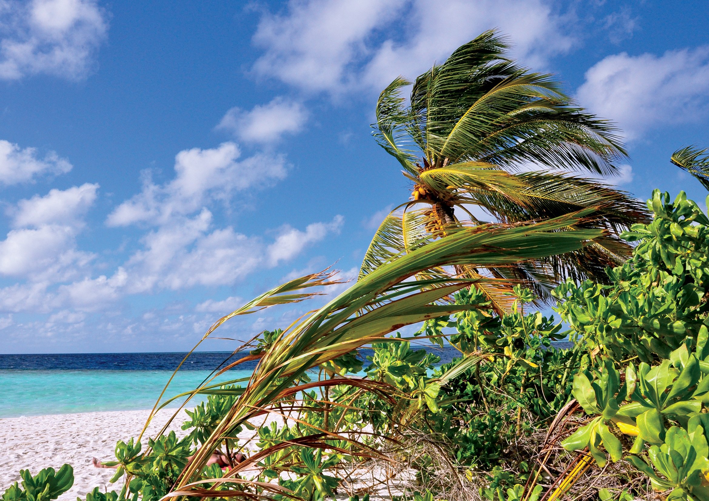 Крылья океании. Растительный мир Багамских островов. Мальдивы пальмы. Кокосовые пальмы на Мальдивах.
