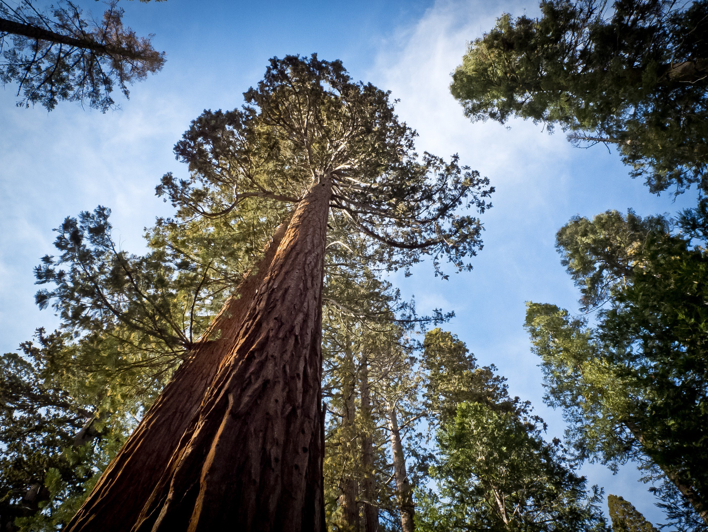 Самое высокое дерево на земле природная зона. Калифорнийская Секвойя Гиперион. Секвойя вечнозелёная Гиперион. Секвойя дерево Гиперион. Секвойя дерево гигант.
