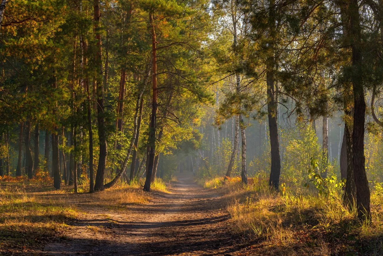 Пейзаж леса. Утренний лес. Пейзаж лес. Осенний лес. Сентябрь в лесу.