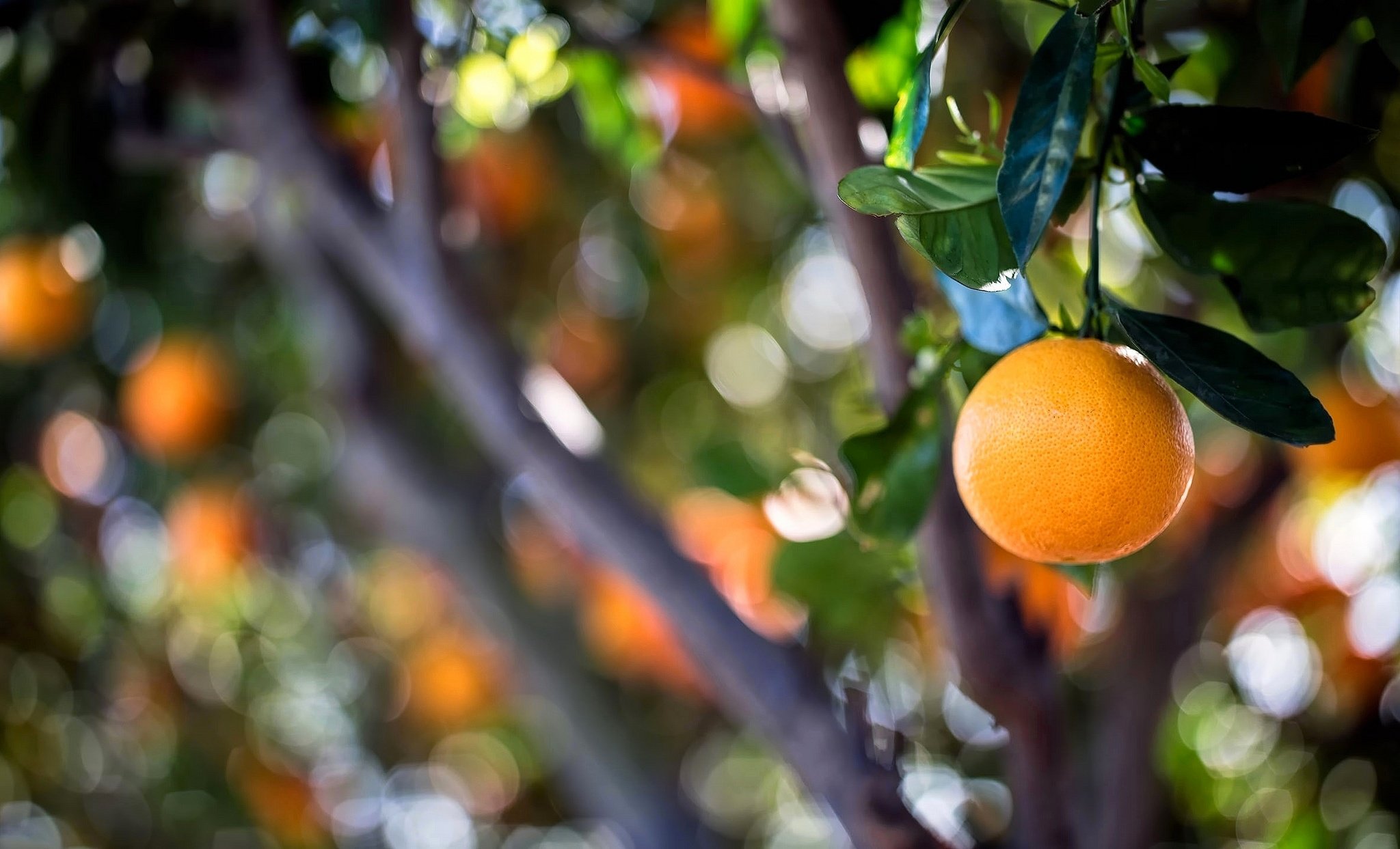 На дереве висят мандарины. Померанец дерево. Мандариновое дерево. Рутовые, апельсин. Апельсин дерево.