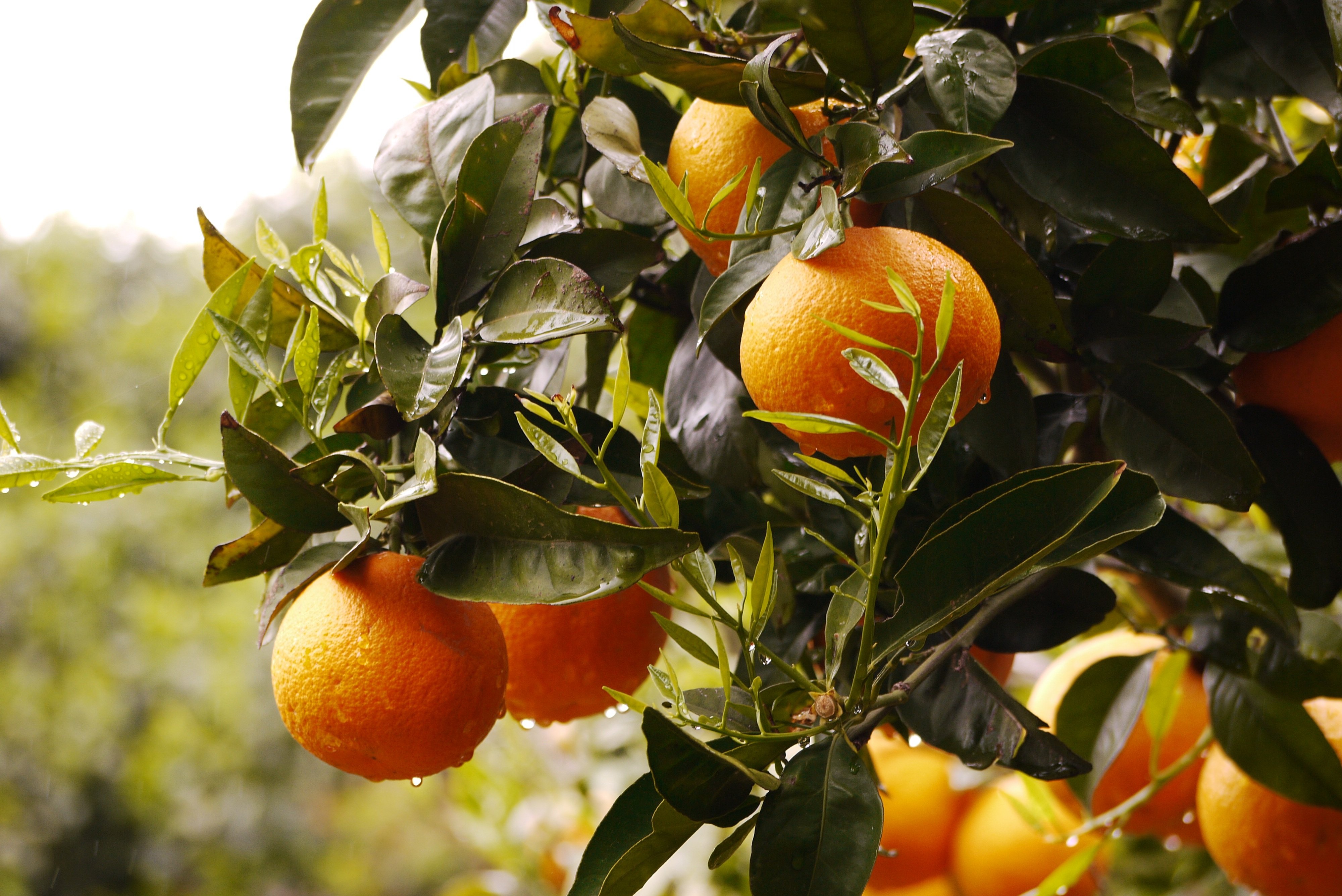 Старым мандарином. Каламондин фрукт. Апельсин (Citrus sinensis). Абхазия Мандариновая роща. Мандариновое дерево в Абхазии.