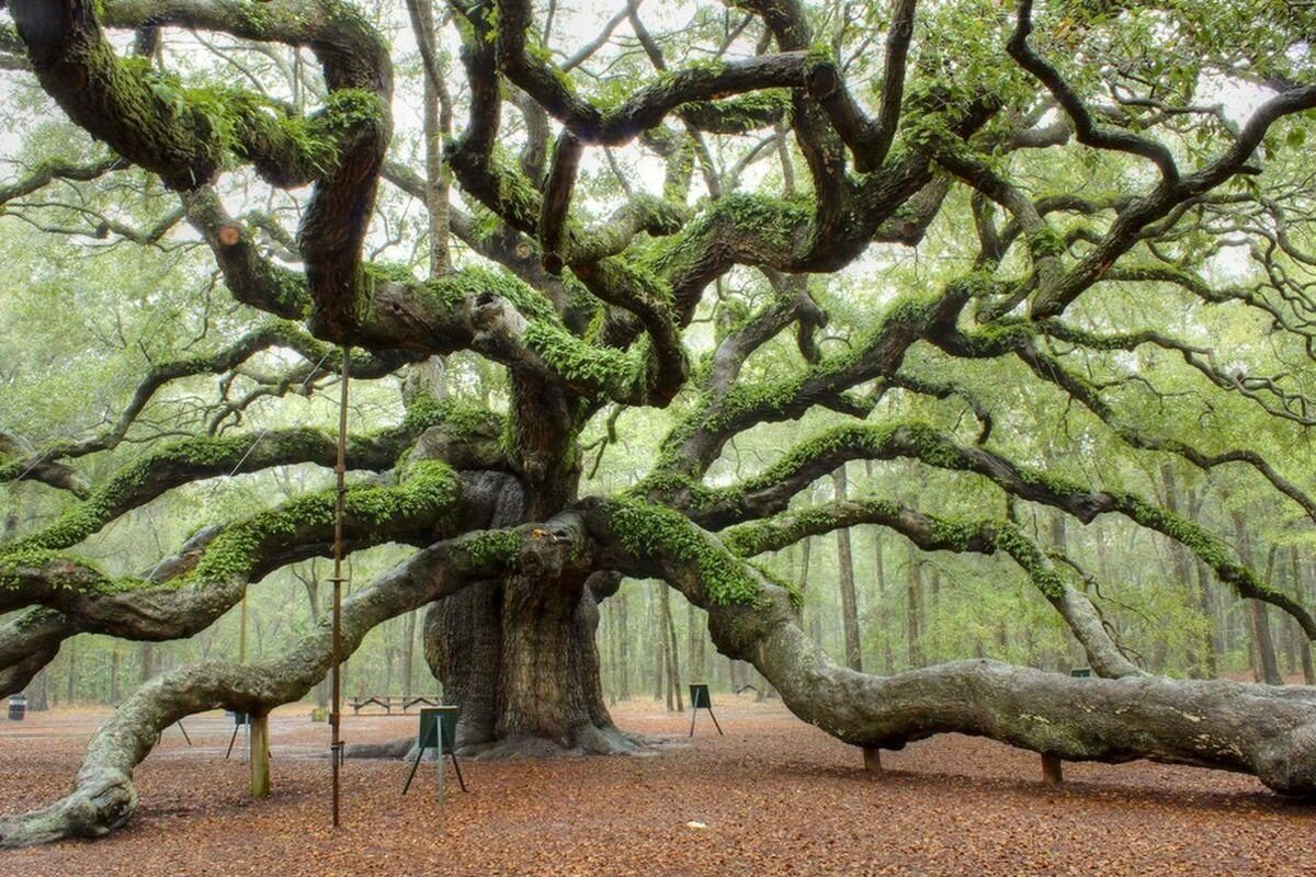 скрученные деревья фото необычной формы