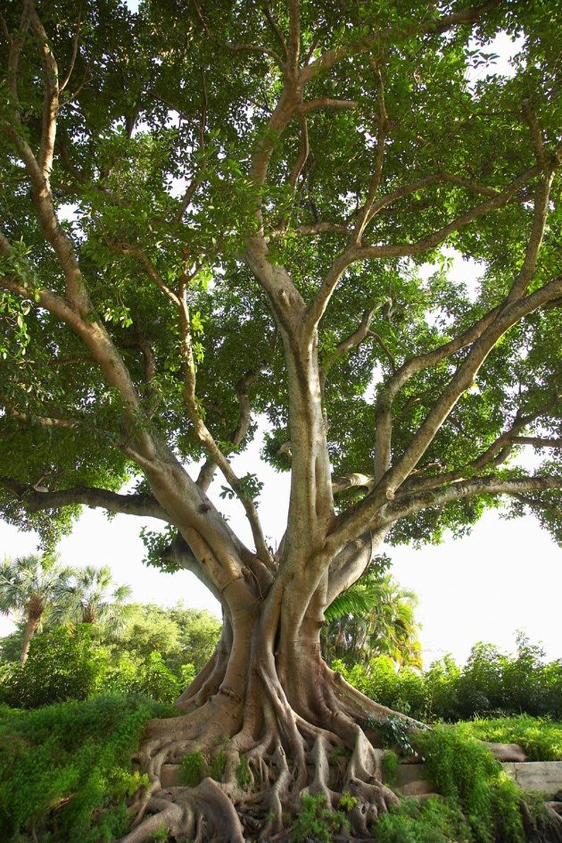 Баньян: дерево Махабодхи