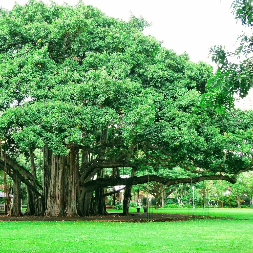 Город Лакнау дерево Ананда Бодхи
