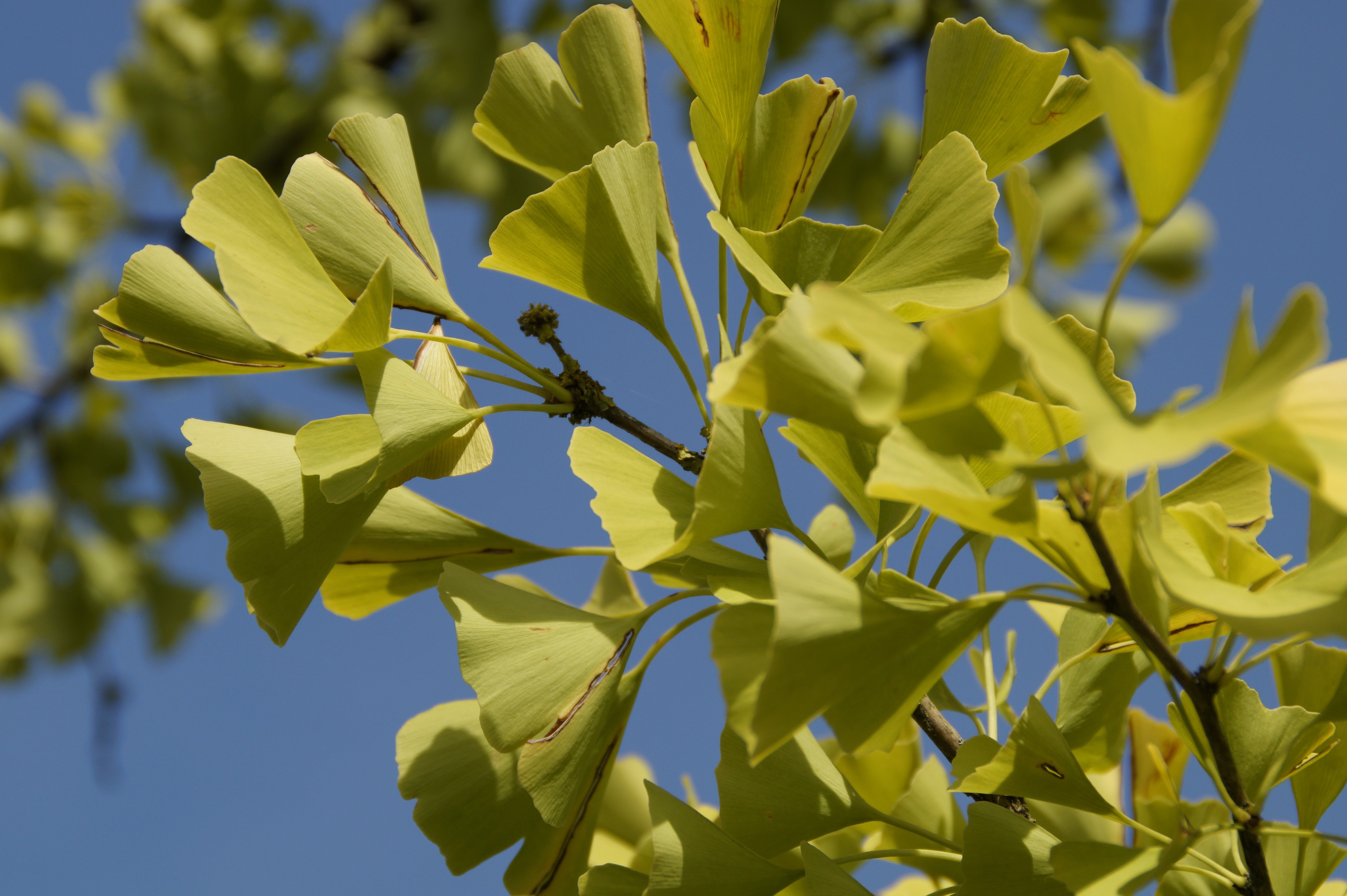 Ginkgo biloba. Листья гинкго двулопастного. Гинкго билоба дерево. Гинкго двулопастный золотой. Лист дерева гинкго.